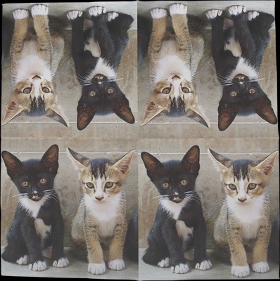 Servilleta Papel Gatitos 33x33 20 unidades